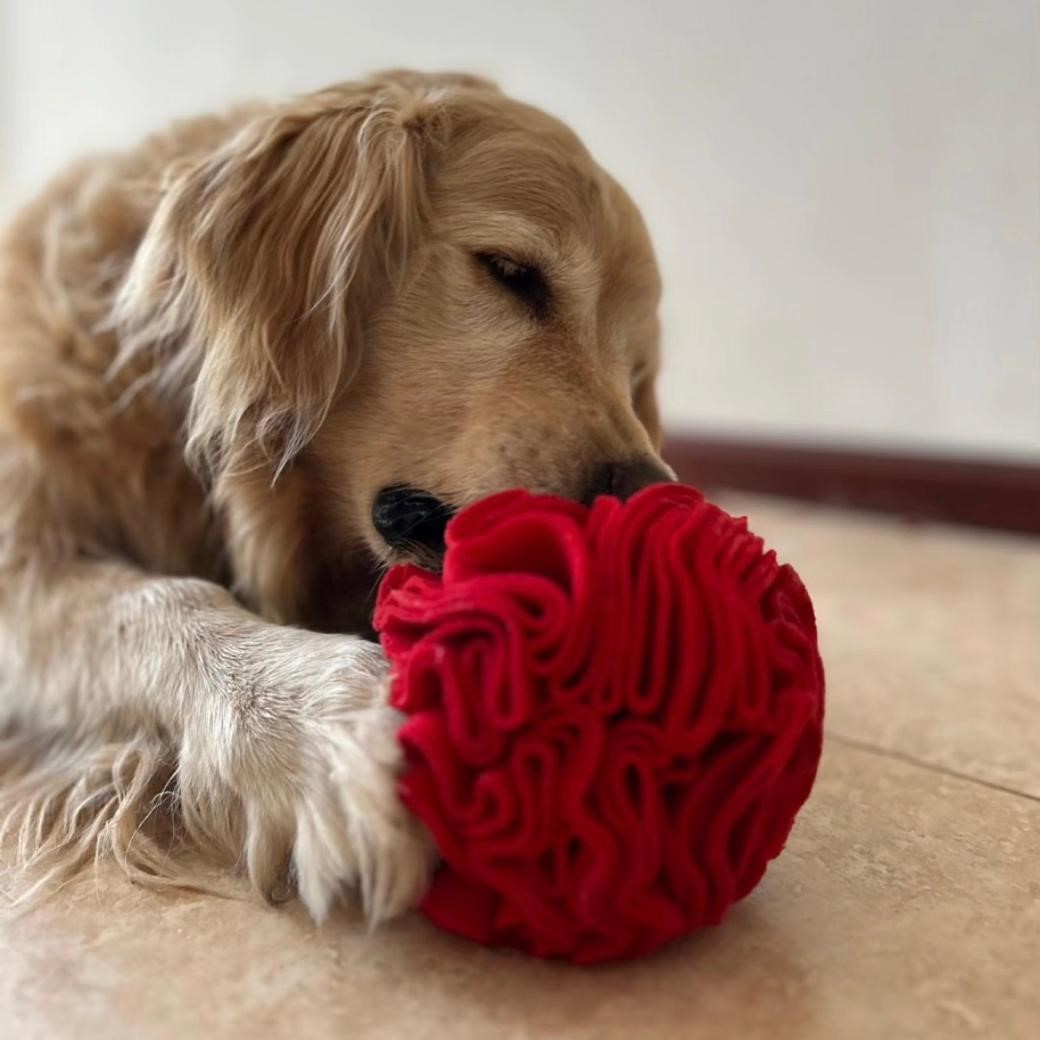 Pelotas de olfato para perros